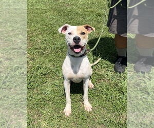 Mutt Dogs for adoption in Abbeville, LA, USA