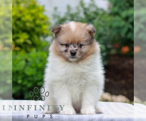 Pomeranian Puppy for sale in MANHEIM, PA, USA