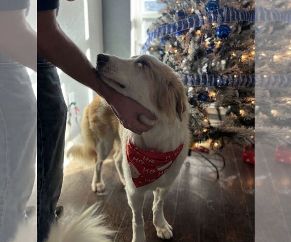 Medium Photo #2 Great Pyrenees-Unknown Mix Puppy For Sale in Dallas, TX, USA