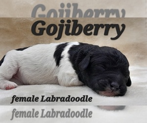 Labradoodle-Poodle (Standard) Mix Puppy for sale in MILLVILLE, MN, USA