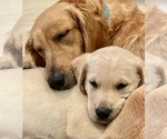 Small Photo #5 Golden Labrador Puppy For Sale in MIAMI, FL, USA