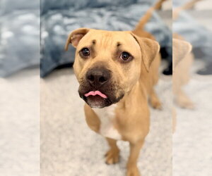Mutt Dogs for adoption in Manahawkin, NJ, USA