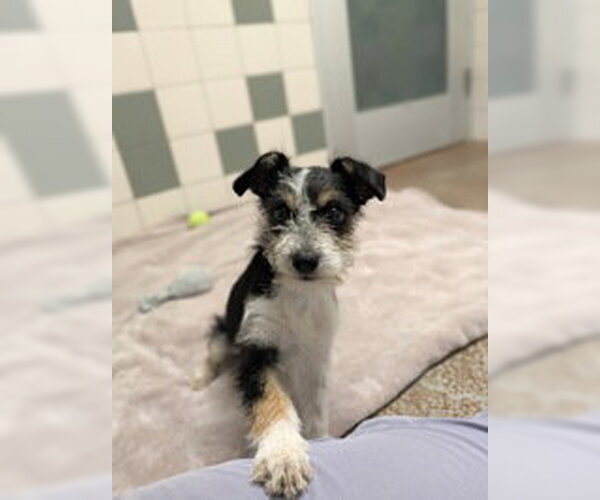 Medium Photo #1 Mutt Puppy For Sale in Salinas, CA, USA