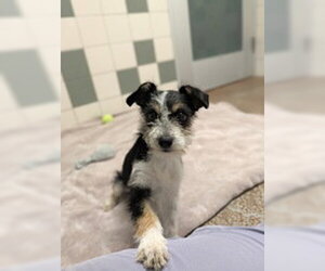 Mutt Dogs for adoption in Salinas, CA, USA