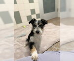 Pizza Hut - Female Mutt Dog for Adoption - Small photo