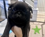 Litter of 6 - Female PugLitter of Puppies for Sale - Photo #11