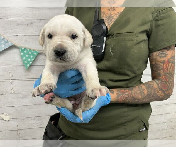 Medium Photo #1 Labrador Retriever-Unknown Mix Puppy For Sale in San Bernardino, CA, USA