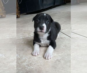 Labrador Retriever-Unknown Mix Dogs for adoption in The Woodlands, TX, USA
