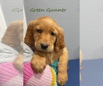 Puppy Green Gummer Goldendoodle