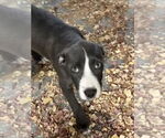 Small #1 American Staffordshire Terrier Mix