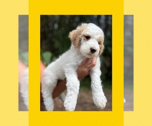 Goldendoodle (Miniature) Puppy for Sale in JACKSONVILLE, Florida USA