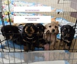 Small Photo #16 Dachshund Puppy For Sale in HARTFORD, MI, USA