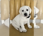 Small #5 Labrador Retriever