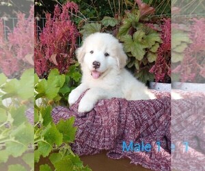 Australian Shepherd-Great Pyrenees Mix Puppy for sale in GATESVILLE, NC, USA
