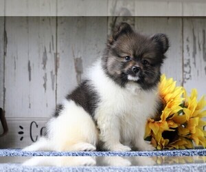 Pomeranian Puppy for sale in FREDERICKSBG, OH, USA