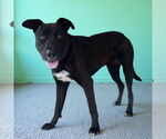 Small #1 Labrador Retriever Mix
