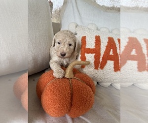 Labradoodle Puppy for sale in HENDERSON, TX, USA