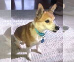 Small #19 Chihuahua Mix