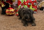 Small Photo #1 Great Dane Puppy For Sale in PORT CHARLOTTE, FL, USA
