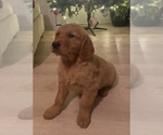 Small Photo #2 Golden Retriever Puppy For Sale in SPARTA, TN, USA