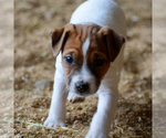 Small Photo #1 Jack Russell Terrier Puppy For Sale in BOISE, ID, USA