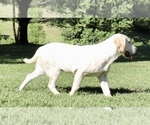 Small Photo #6 Labrador Retriever Puppy For Sale in BURNS, TN, USA