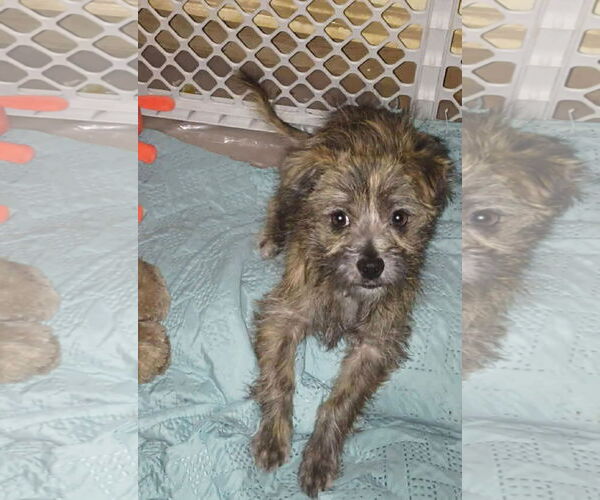 Medium Photo #3 Mutt Puppy For Sale in Grafton, WI, USA