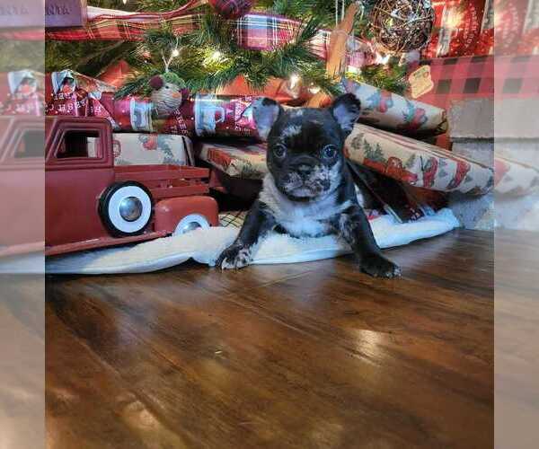 Medium Photo #2 French Bulldog Puppy For Sale in WENTZVILLE, MO, USA