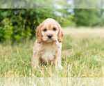 Small #8 Cockapoo