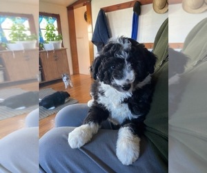 Aussiedoodle Puppy for sale in HAZLETON, IA, USA