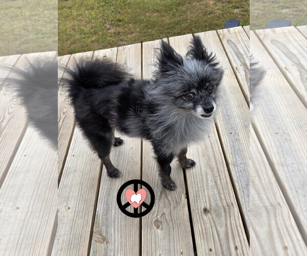 Medium Photo #2 Pomeranian Puppy For Sale in Lebanon, PA, USA