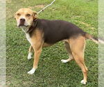 Small #3 Bulldog Mix