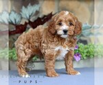 Small #2 Cavapoo