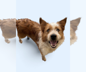 Collie-Unknown Mix Dogs for adoption in Rockville, MD, USA