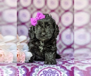 Cocker Spaniel-Poodle (Miniature) Mix Puppy for sale in NEW HOLLAND, PA, USA