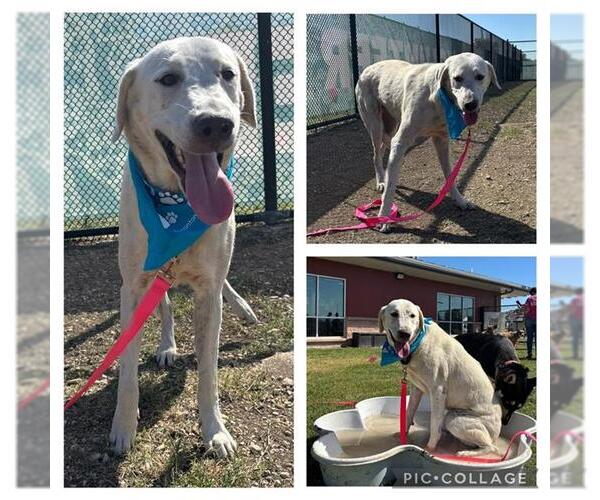Medium Photo #1 Labrador Retriever Puppy For Sale in San Antonio, TX, USA