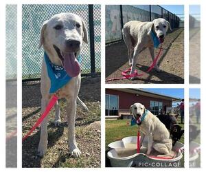 Labrador Retriever Dogs for adoption in San Antonio, TX, USA