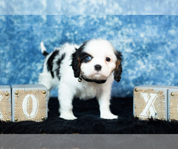Medium Photo #9 Cavalier King Charles Spaniel Puppy For Sale in WARSAW, IN, USA