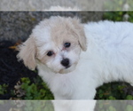 Bunny - Female Bichpoo Puppy for Sale - Photo #4