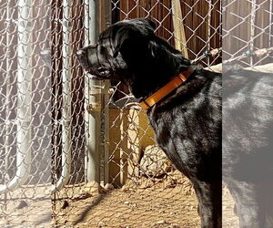 Labrador Retriever Dogs for adoption in San Diego, CA, USA