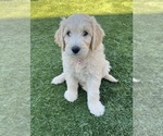 Small Photo #62 Goldendoodle Puppy For Sale in PHOENIX, AZ, USA