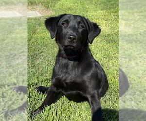 Labrador Retriever-Unknown Mix Dogs for adoption in Riverside, CA, USA