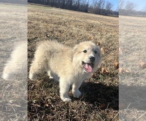 Great Pyrenees Puppy for sale in MARTINSVILLE, IN, USA