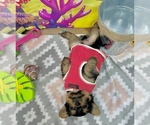 Small #5 Yorkshire Terrier