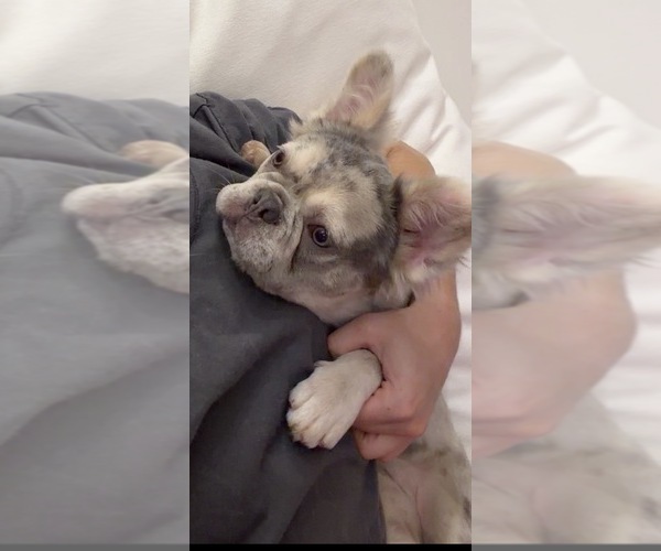 Medium Photo #1 French Bulldog Puppy For Sale in MIAMI, FL, USA