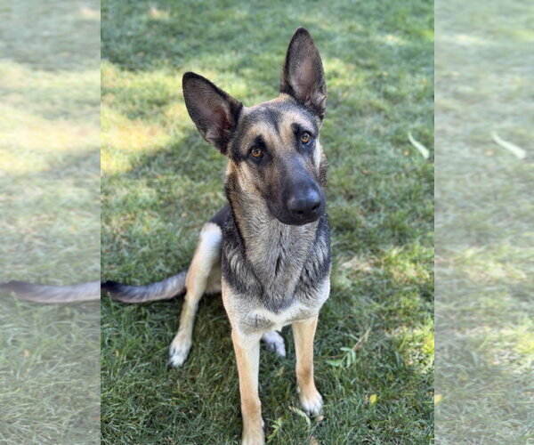 Medium Photo #8 German Shepherd Dog-Unknown Mix Puppy For Sale in Sandy, UT, USA
