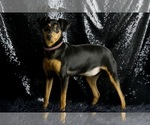 Small #10 Miniature Pinscher