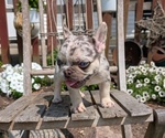 Small #7 French Bulldog