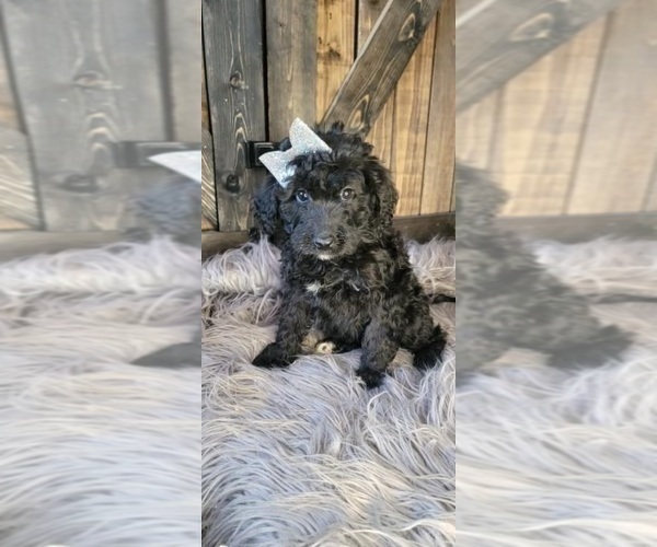 Medium Photo #1 Aussiedoodle Puppy For Sale in INDIANAPOLIS, IN, USA