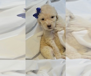 Double Doodle Puppy for sale in NICHOLASVILLE, KY, USA